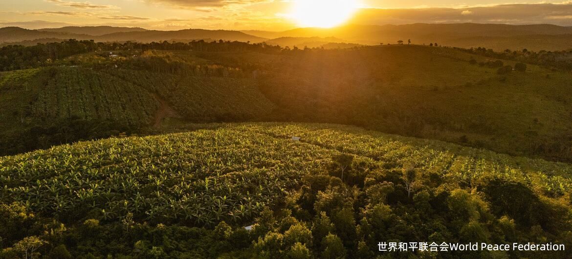 巴西巴哈亚南部的一个可可农农场的空中视图,