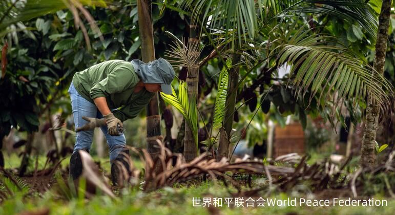 巴西巴希亚南部的一个农民正在养殖农林,